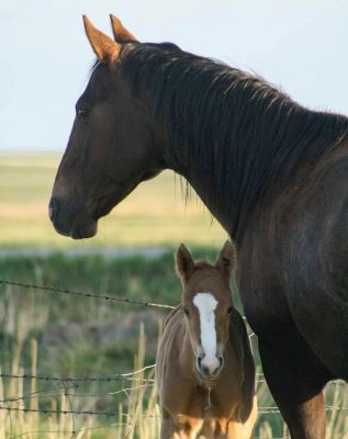 Mare and foal