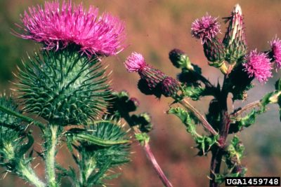 pink purple flower at top prickly green base