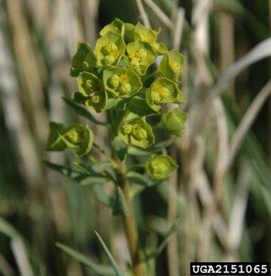 Yellow green flowers of leafy spurge