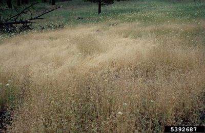 Field of ventenata