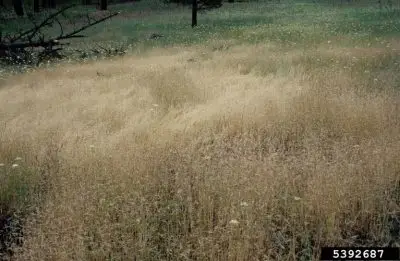 Field of ventenata