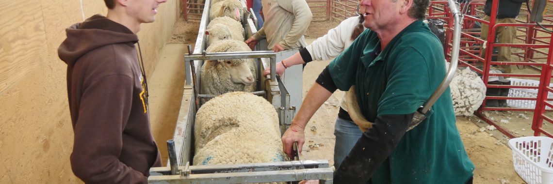Student standing near sheep discussing sheep shearing with professional sheep shearer.