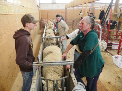 Student standing near sheep discussing sheep shearing with professional sheep shearer.