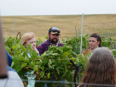 People standing in vineyard.