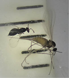 Brome seed midge and parasitoid wasp