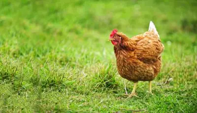 Chicken walking in grassy yard