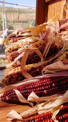 Indian corn with husks pulled back.