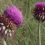 Wyoming Natural Diversity Database and UW Extension Release New Thistle Field Guide