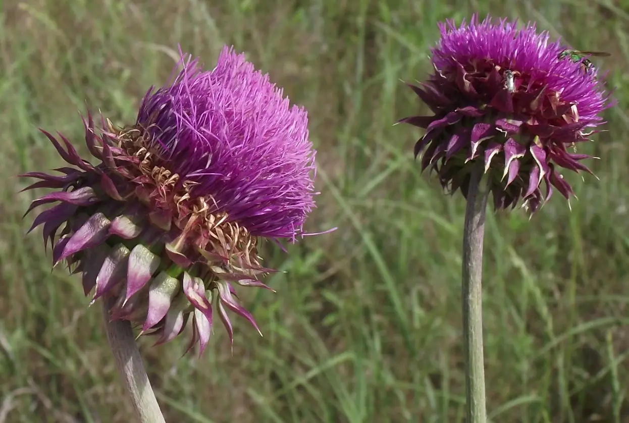 fuzzy purple head with drying leaves below
