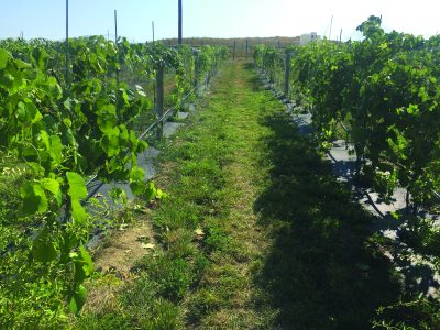 vineyard