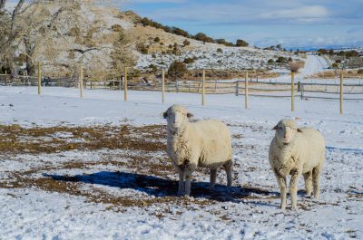 two sheep in snowy pasture
