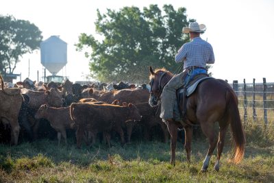 Man on horseback wearing cowboy hat and chaps herds cows