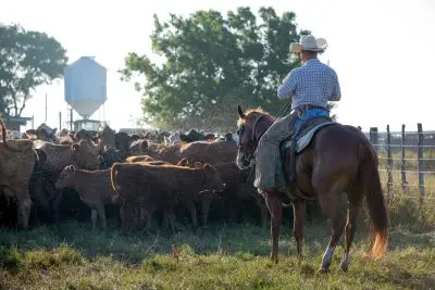 Man on horseback wearing cowboy hat and chaps herds cows