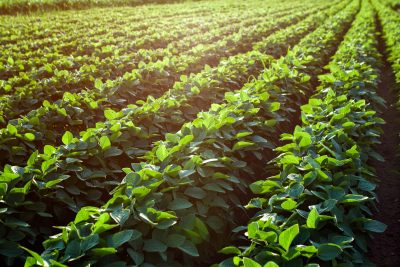 Rows of young soybean plants
