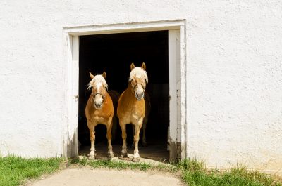two light brown horses with white manes stand in doorway of old white building