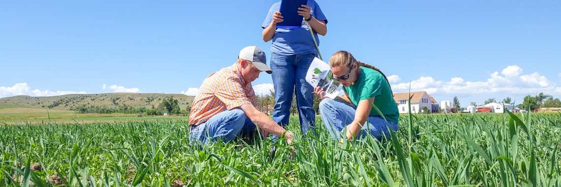 two researchers bend down in a green field, examining the crop, while another researcher holding a clipboard stands nearby