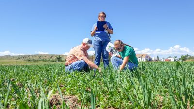 two researchers bend down in a green field, examining the crop, while another researcher holding a clipboard stands nearby