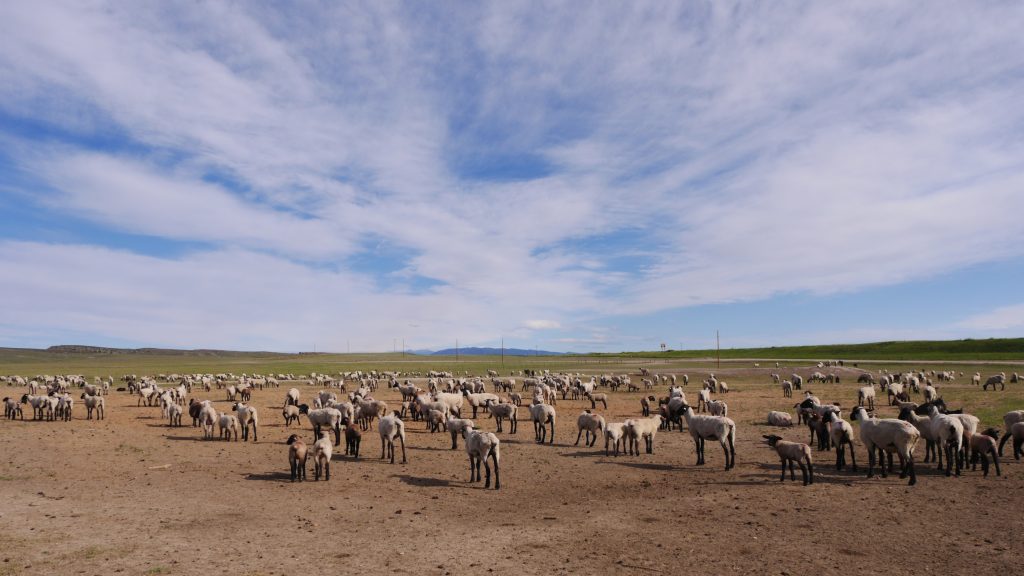 flock of sheep standing on dirt with green graze and mountain beyond