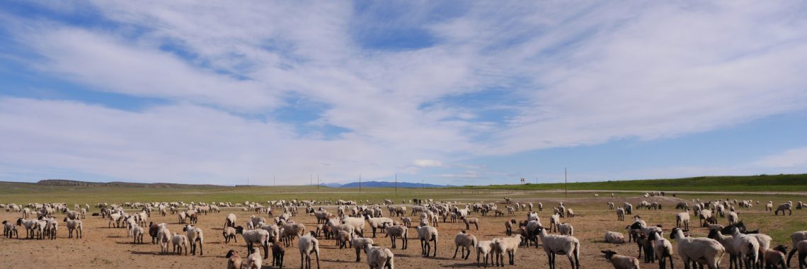 flock of sheep standing on dirt with green graze and mountain beyond