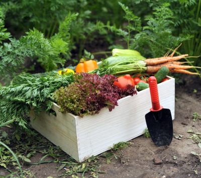 white box filled with vegetables, including carrots and peppers, on the ground in a garden with a trowel beside