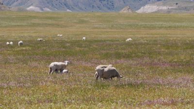 scattered clumps of sheep grazing in a green pasture at the base of mountains