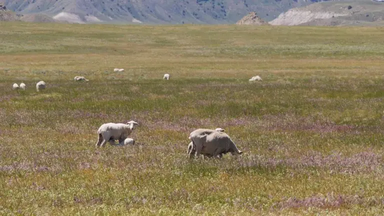 scattered clumps of sheep grazing in a green pasture at the base of mountains