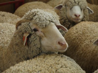 close up shot of sheep waiting to be sheared