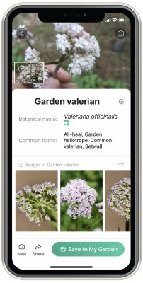 using an app to identify a white flower