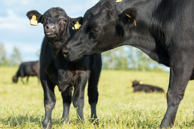 Black angus cow nuzzles calf. Both have yellow ear tags.