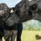 First-Calf Heifers: The Post-Calving Nutrition Mistake You Can’t Afford to Make