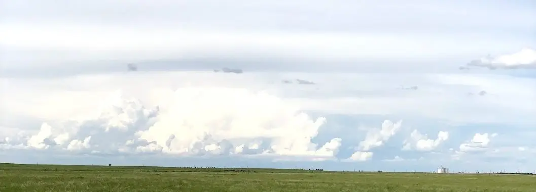 two black cows and three brown cows grazing on green grass with clouds overhead