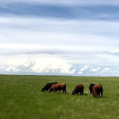 two black cows and three brown cows grazing on green grass with clouds overhead
