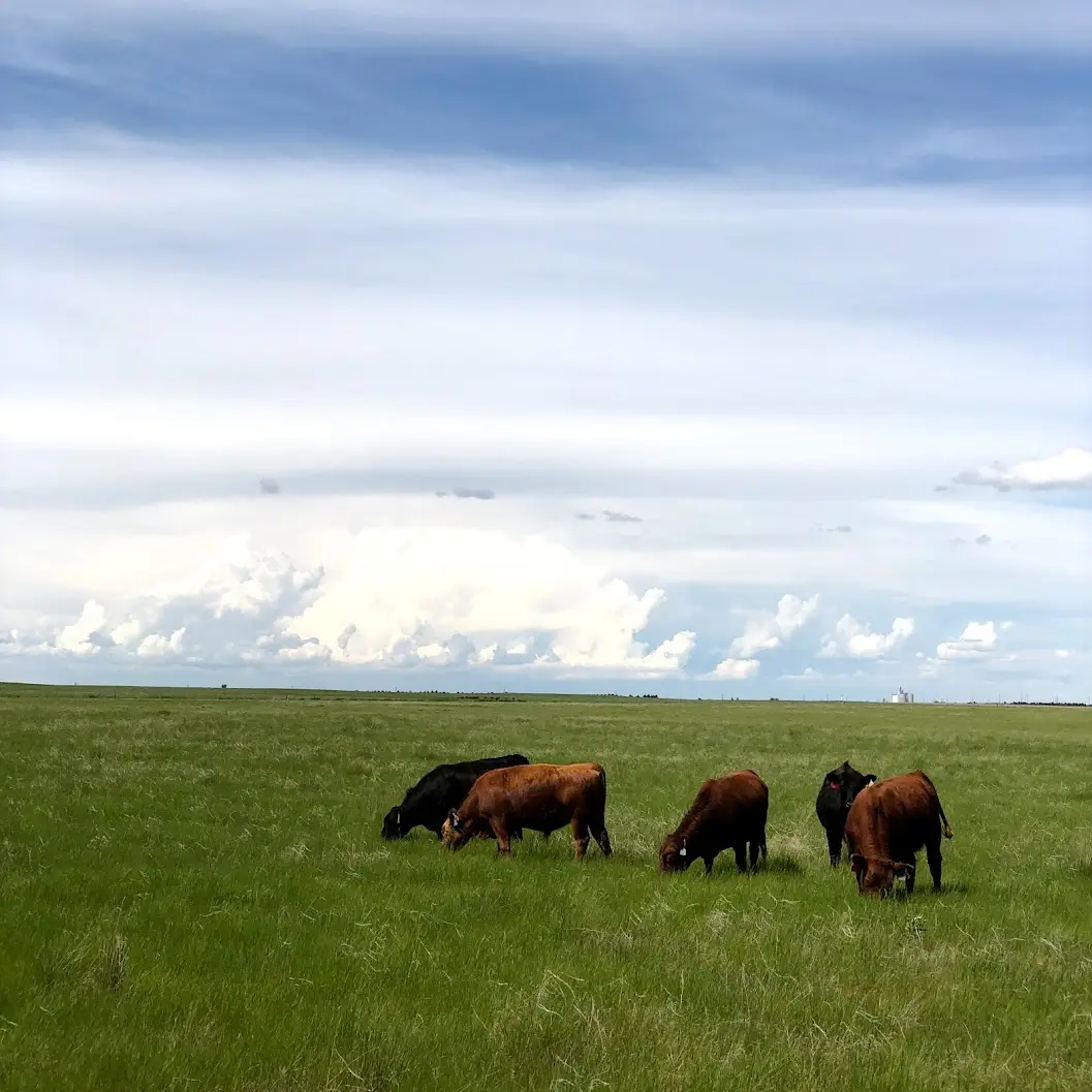 two black cows and three brown cows grazing on green grass with clouds overhead