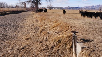 cows in a field of yellow grass near a dry irrigation ditch and headgate