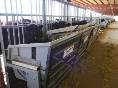 Black cows feed from large metal GrowSafe containers in a barn
