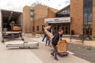 four volunteers help move a mounted giraffe from a semi truck into a college building.