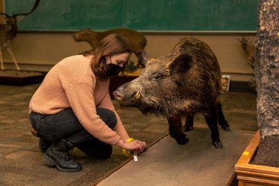 woman wearing mask kneels to apply a museum tag to a mounted boar