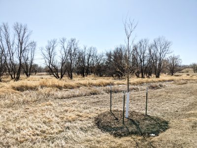 tree surrounded by a mulch ring in a field of yellowed grass edged by trees