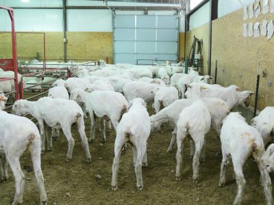 freshly shorn sheep inside a barn