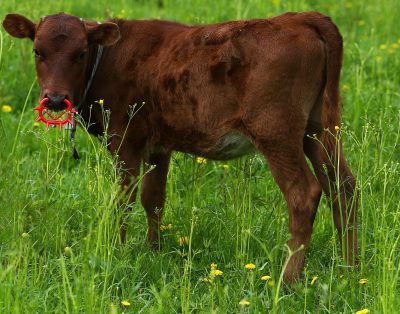 brown cow with red spiky nose flap for weaning