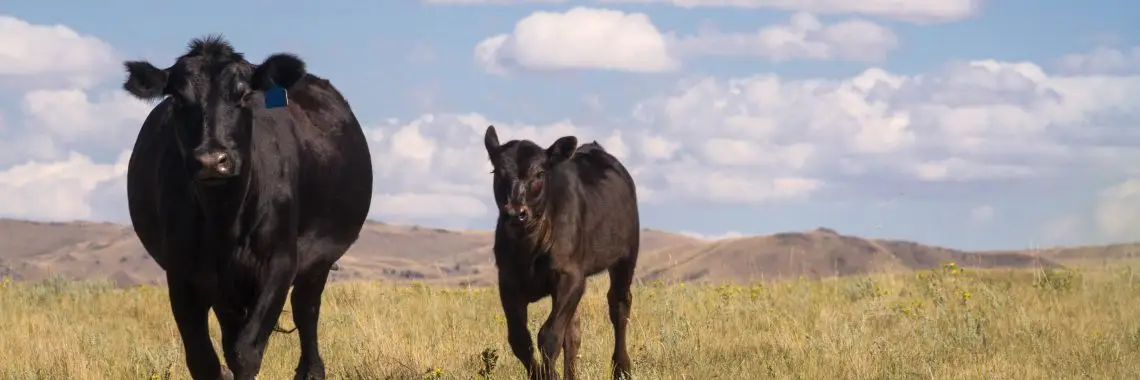 angus cow and calf running in a field