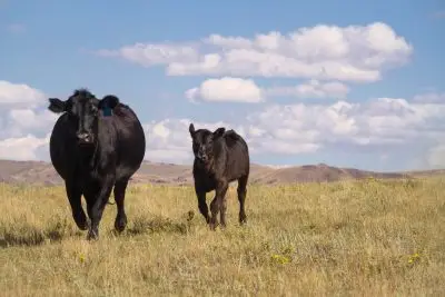 angus cow and calf running in a field