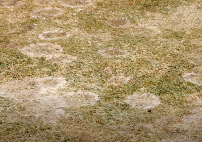 patchy greenish brown lawn with areas of snow mold