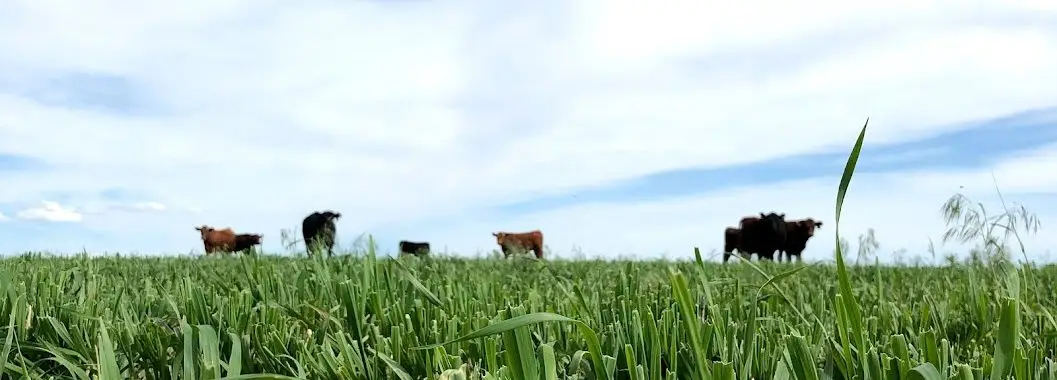 calves on green grass