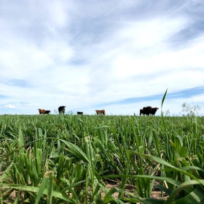 calves on green grass