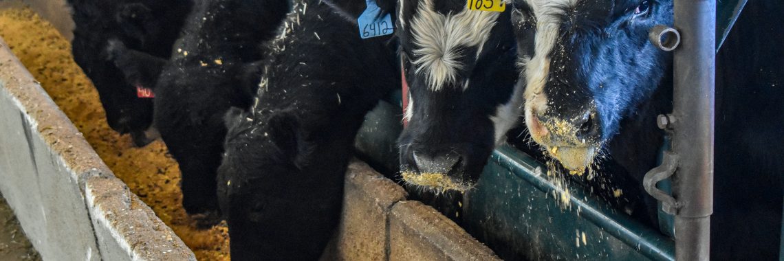 five cows in a barn, three with their heads down eating feed from a gutter and two with black and white faces looking at the camera