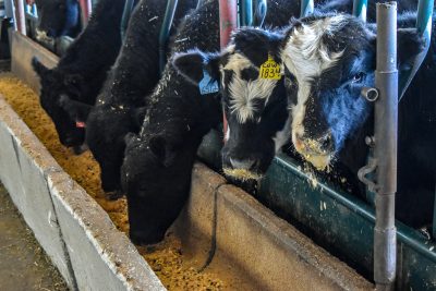 five cows in a barn, three with their heads down eating feed from a gutter and two with black and white faces looking at the camera