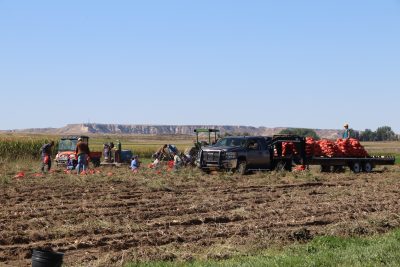 small group of people and flatbed trailer piled with bags of potatoes in a field