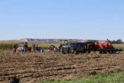 small group of people and flatbed trailer piled with bags of potatoes in a field