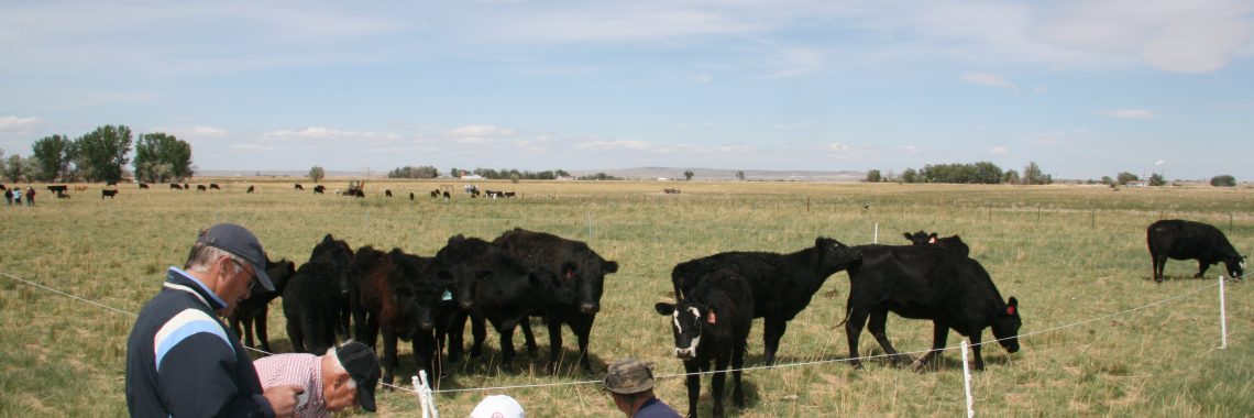 group of six men stand near a fence with black cattle on the other side
